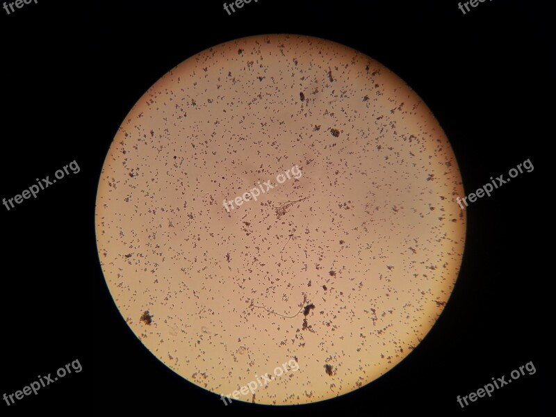 Bacteria Microscope Microscopic Image Free Photos