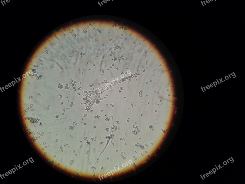 Bacteria Microscope Microscopic Image Free Photos