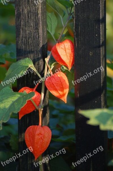 Hibiscus Red Incomplete Flower Blossom