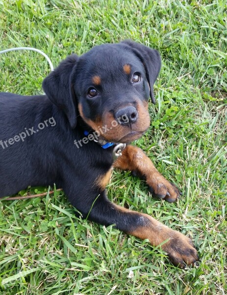 Rottweiler Puppy Dog Pet Animal