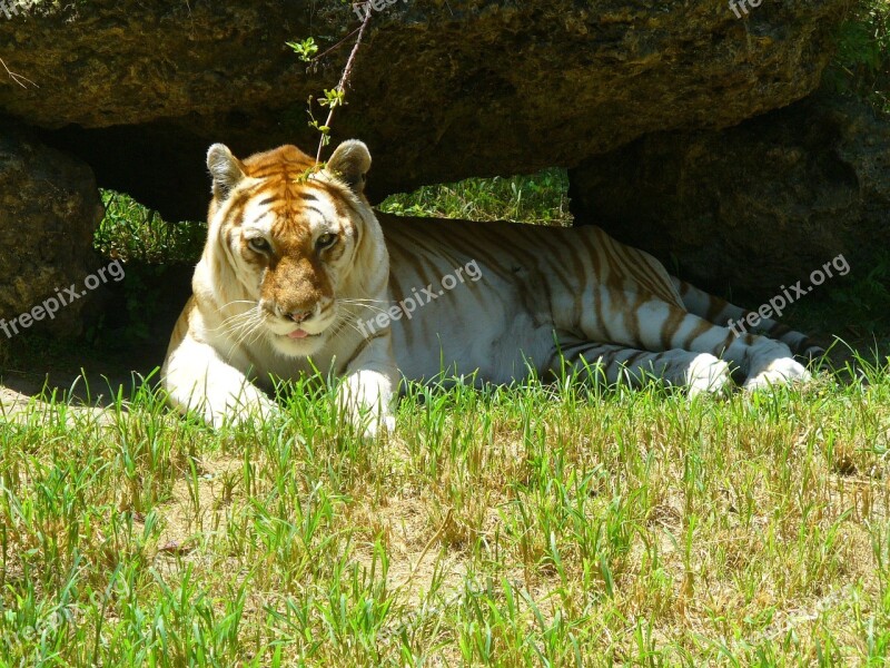 Golden Tiger Tiger Animal Nature Cat