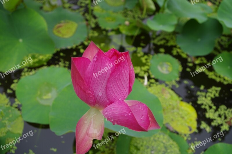 Lotus Jinan Daming Lake The Scenery Summer