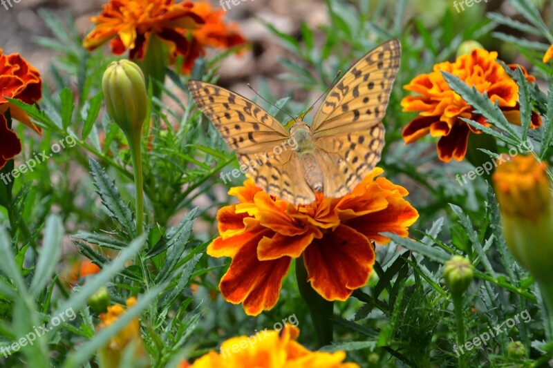 Flowers Summer Nature Plant Day