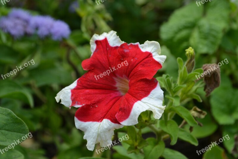 Flowers Summer Nature Plant Day