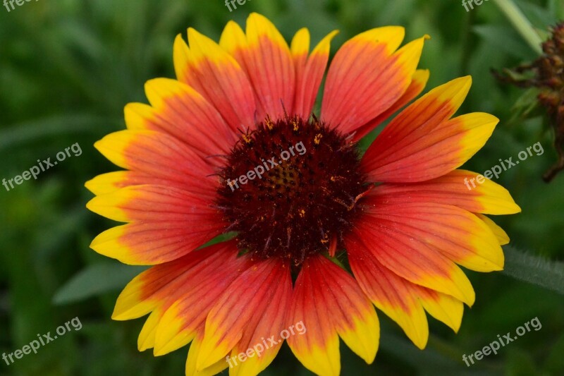 Flowers Summer Nature Plant Day