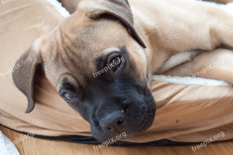 Puppy Dog Mastiff Bullmastiff Pet