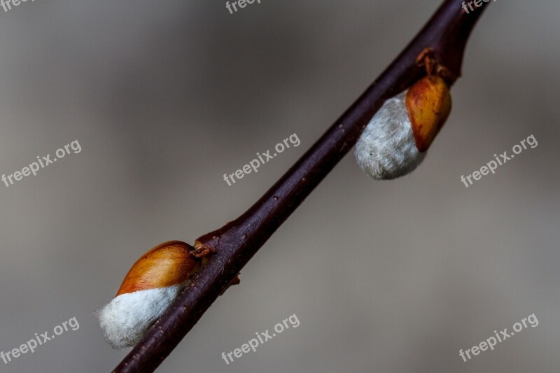 Willow Catkin Hängeweide Branch Nature Aesthetic