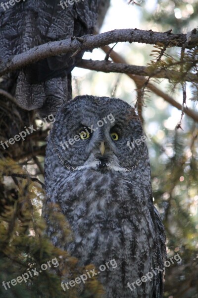 Great Gray Owl Phantom Of The North Cinereous Spectral Owl Lapland Owl