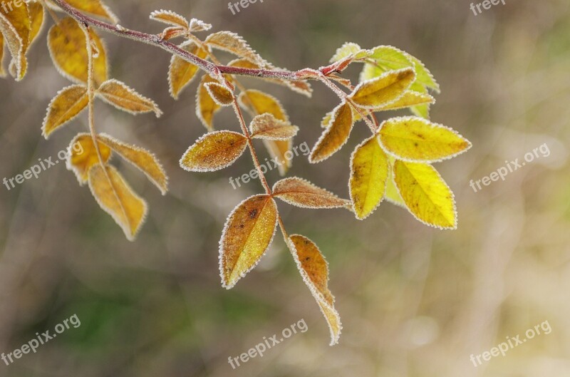 Leaves Frost Ice Winter Cold