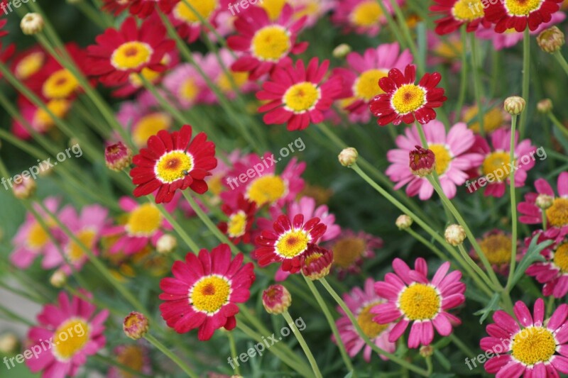 Flowers Nature Rhineland Palatinate Flower Meadow Summer