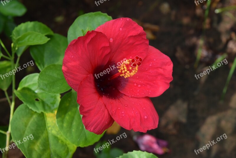 Hibiscus Rosa-sinensis Flower Magenta Free Photos