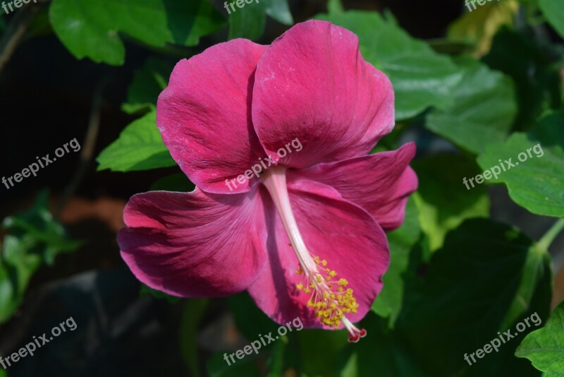 Hibiscus Rosa-sinensis Flower Magenta Free Photos