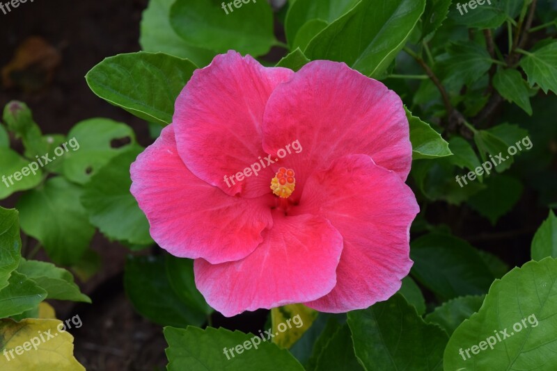 Hibiscus Rosa-sinensis Flower Hibiscus Magenta Free Photos