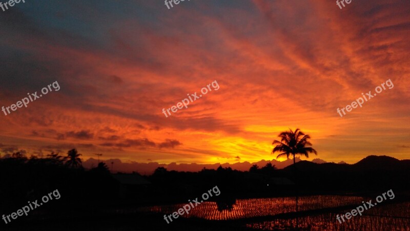 Palm Tree Silhouette Sunset Landscape Sky