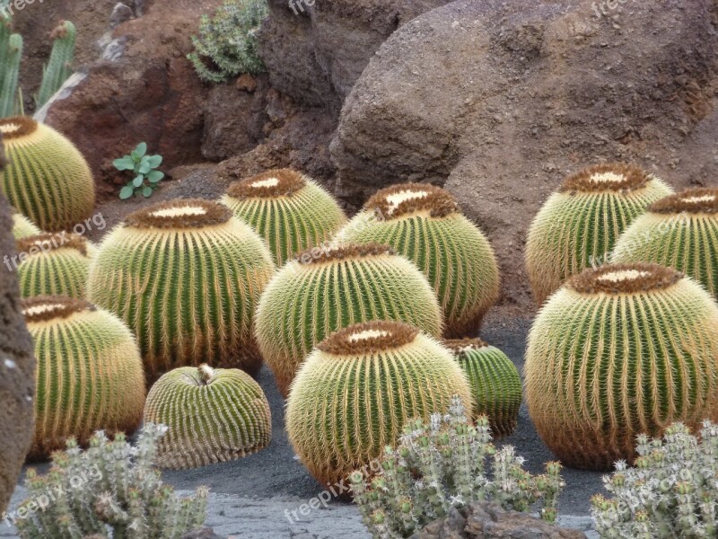 Cactus Dry Prickly Botanical Garden Nature