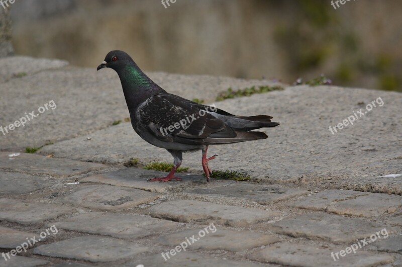 Pigeon Bird Nature Animal Animals