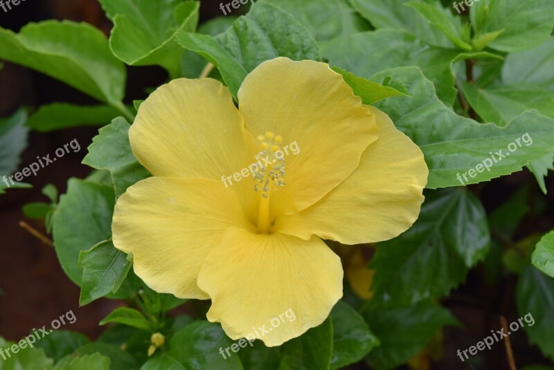 Hibiscus Rosa-sinensis Hibiscus Flower Yellow Free Photos