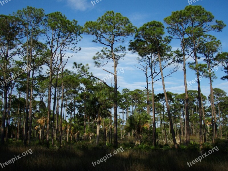 Trees Florida Beautiful Beaches Coastal Landscape Sea Level