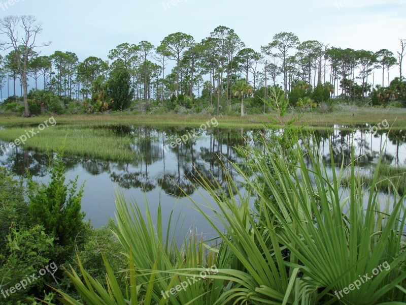 Florida Nature Swamp Plant Wetland