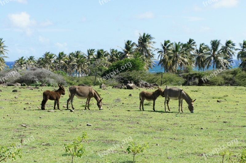 Nevis St Kitts Caribbean Island Island Caribbean