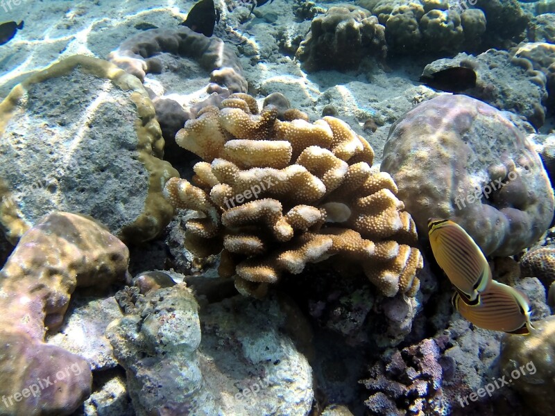 Coral Fish Bali Free Photos