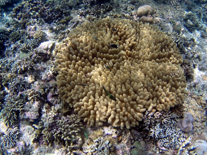 Coral Fish Bali Free Photos