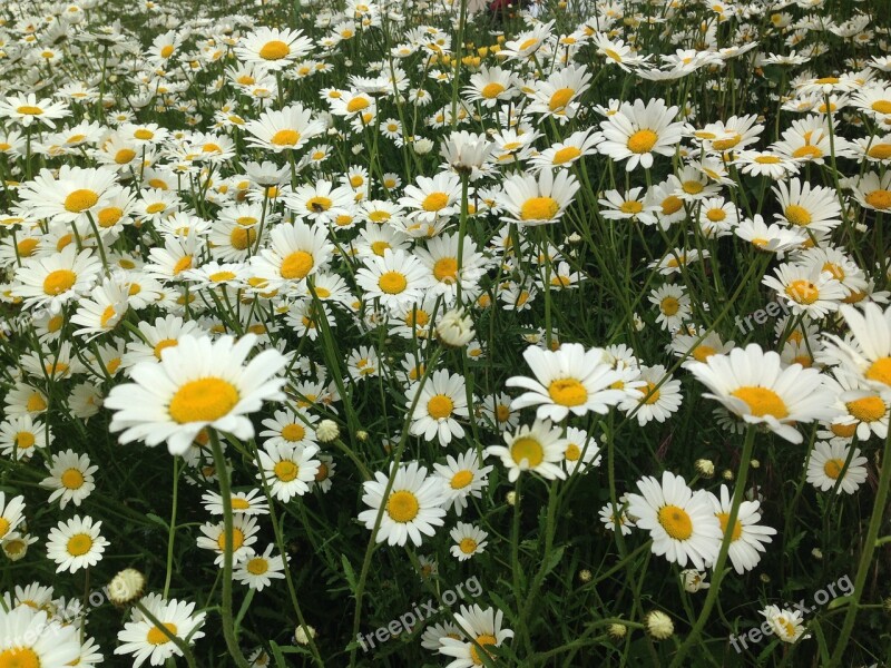 Flowers Field Fleurs Des Champs Nature Spring