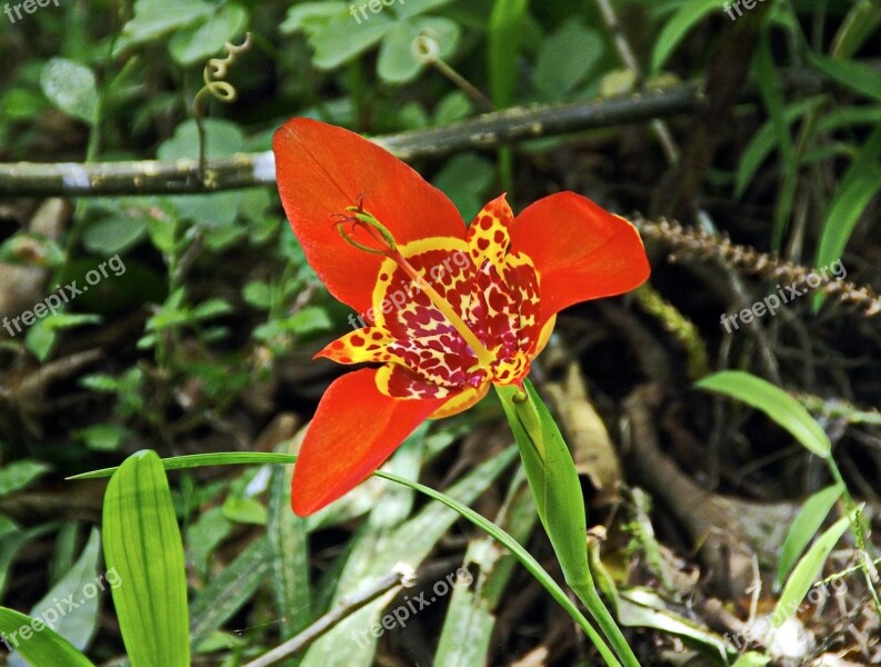 Primary Forest Brazilwood Tigridia Bulb Red Flower