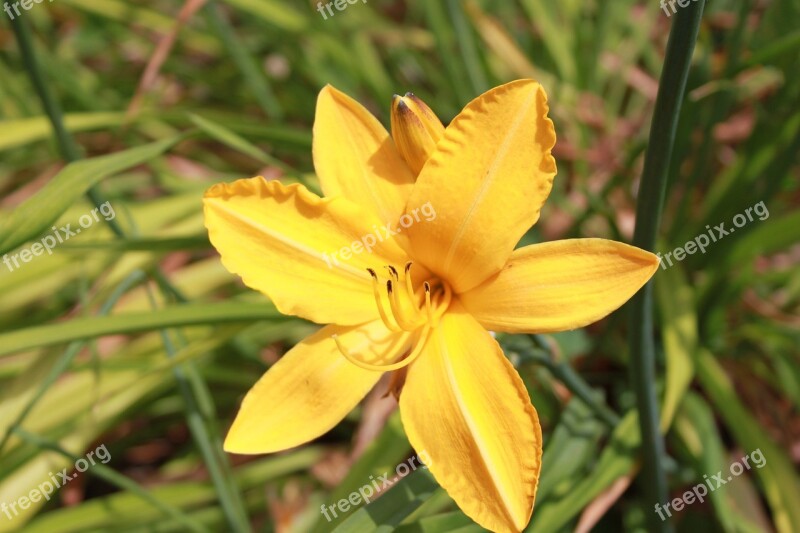 Day-lily Lily Yellow Flower Summer