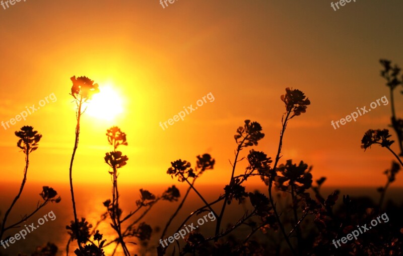 Sea Sunset Reflection Landscape Flowers