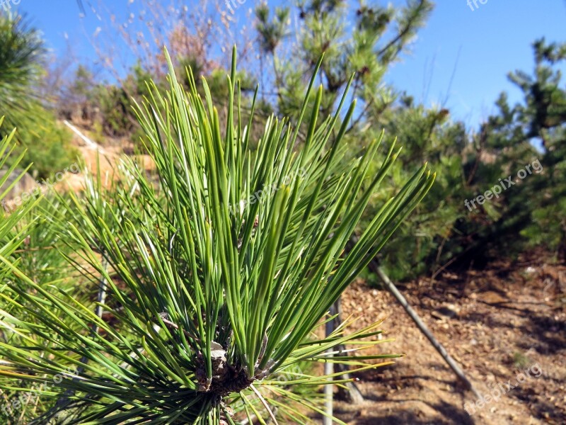 Pine Pine Needles The Leaves Plants Nature