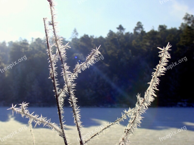 Frost Cold Winter Shrubs Free Photos