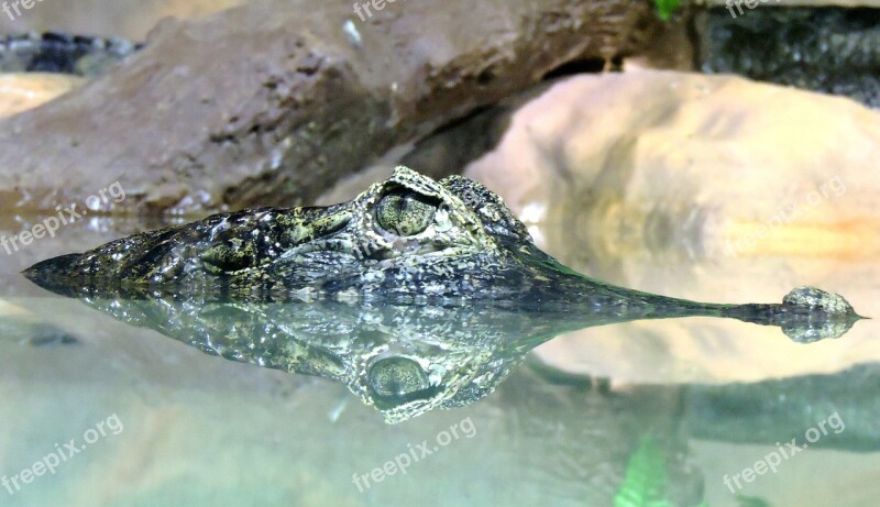 Alligator River Reptile Crocodile Wildlife