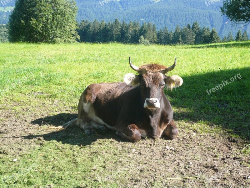 Cow Tirol Animal Free Photos