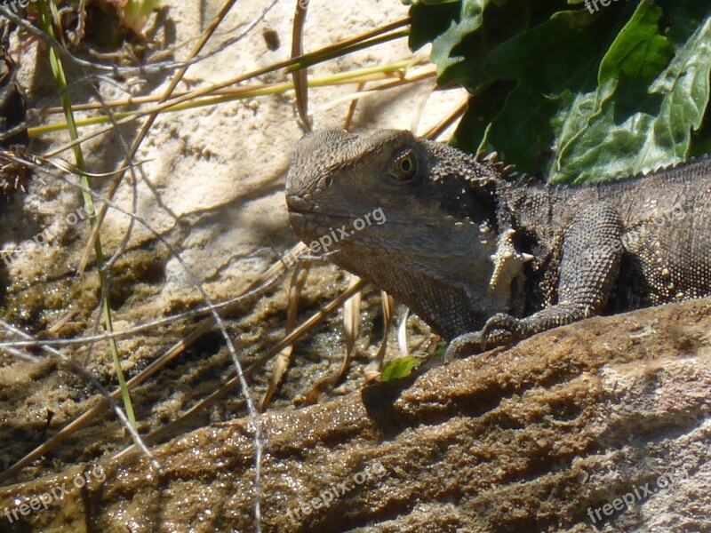 Lizard Australia Reptile Reptilian Free Photos