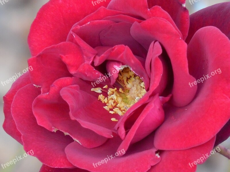 Rose Bloom Blossom Flower Nature