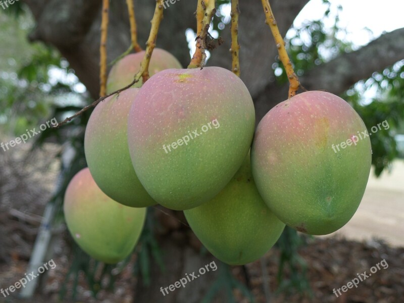 Mango Tropical Fruit Food Sweet