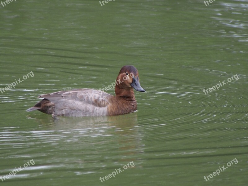 Common Pochard Red-headed Duck Migrant South Park Taipei