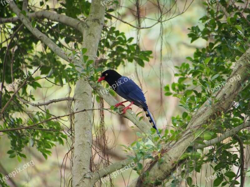 Blue Magpie South Park Bird Free Photos