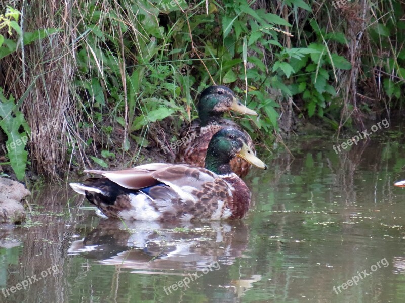 Ducks Mallards Bird Waterfowl Free Photos