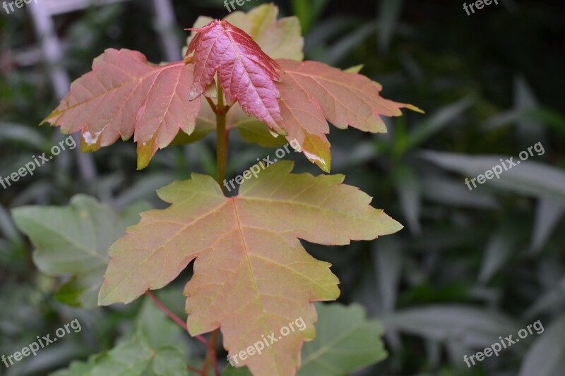 Nature Leaves Leaf Foliage Outdoor