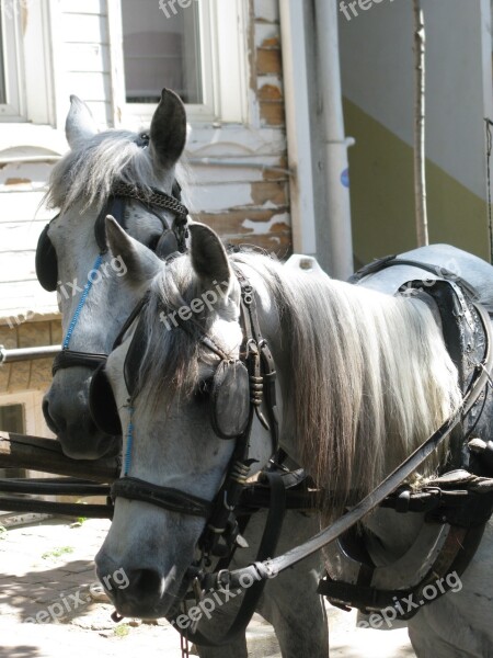 Horse Rider Attraction Attractive Animal