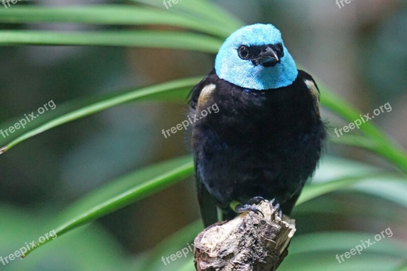 Azurkopftangare Bird Tanager Rainforest Animals