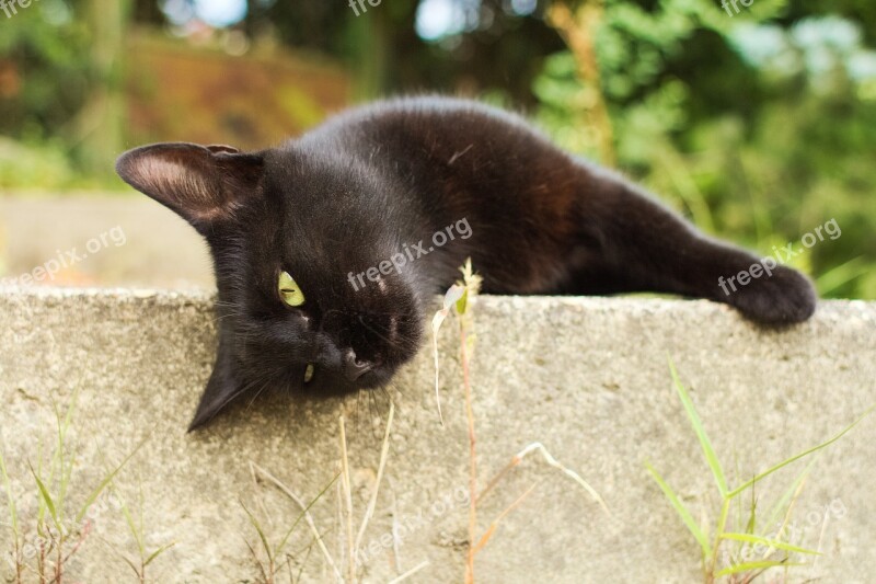 Cat Black Portrait Domestic Cute