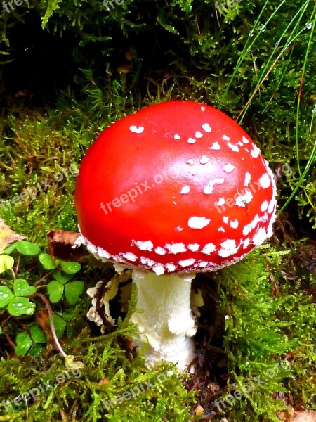 Fly Agaric Forest Toxic Red Fly Agaric Mushroom Moss Fliegenpilz