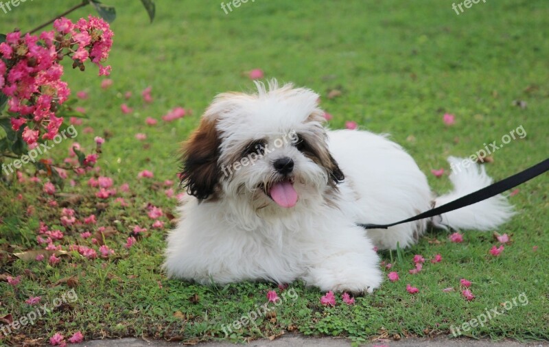 Noddy Lhasa Apso Cute Puppy Coco Pet