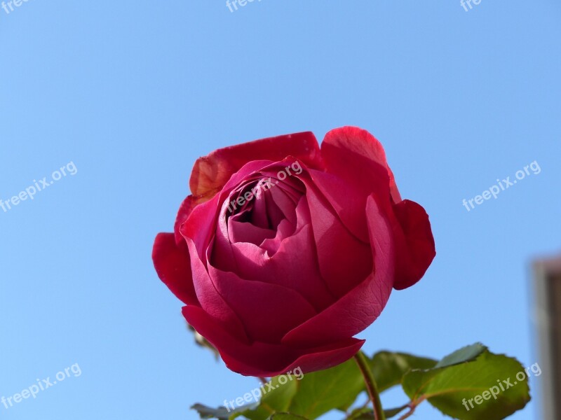 Rose Flower Red Plant Blue