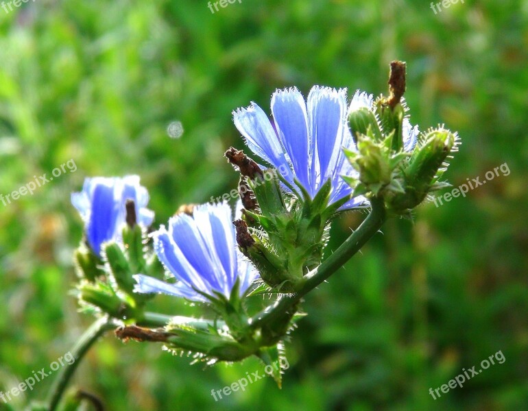 Chicory Flowers Blue Blue Flower Nature