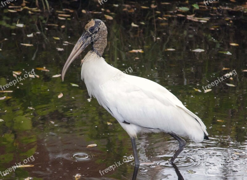 Wood Stork Endangered Bird Wildlife