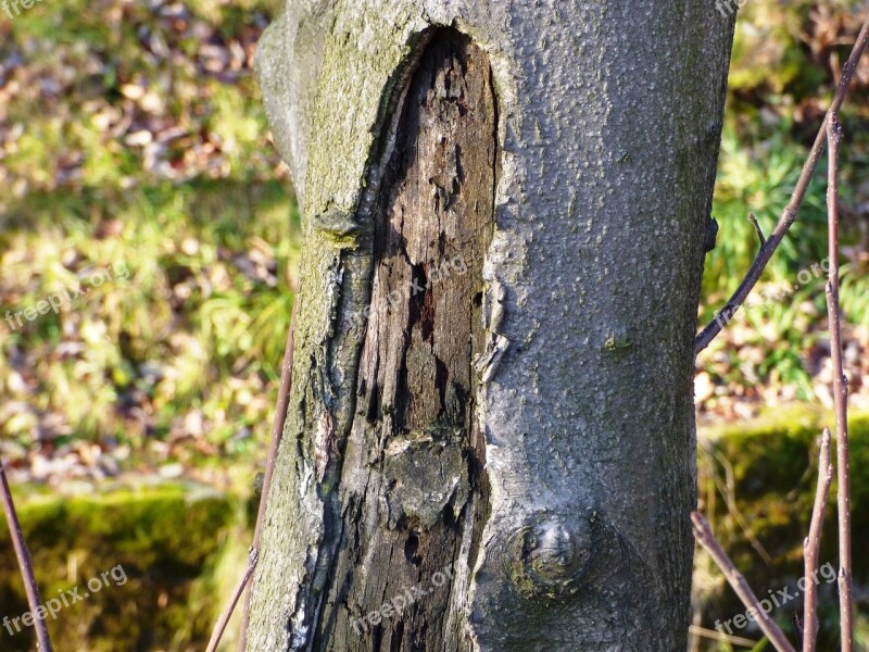 Tree Konar Trunk Forest Nature